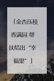 金杏压枝香满园 帮扶结出“幸福果”